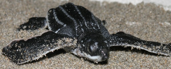 Life Lessons At Gumbo Limbo | Your Delray Boca